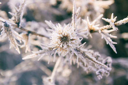Frozen plants background