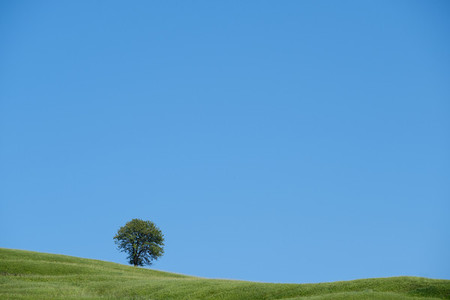 Lonely green tree
