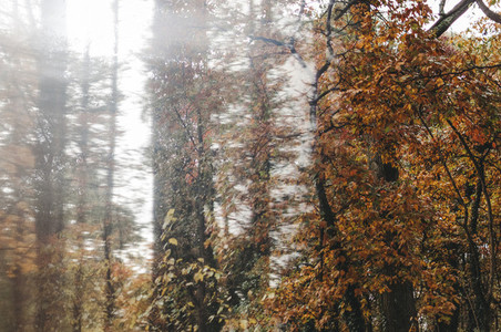 Abstract Autumn Trees