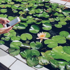 Taking photos of water lily