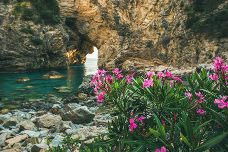 Blooming pink Rhododendron tree in picturesque sea bay  Turkey
