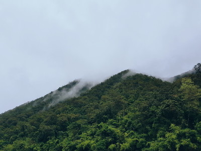 Green mountains with forest tree
