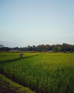View of green rice field
