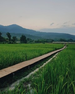 View of green rice field