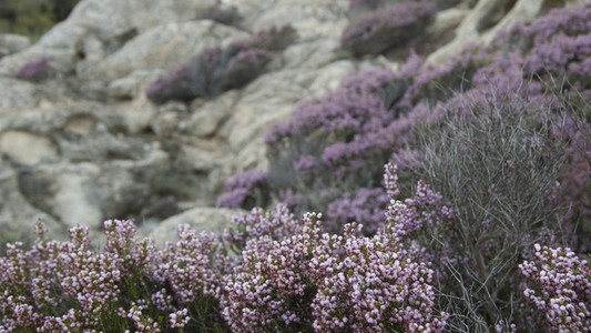 Purple flowered bush