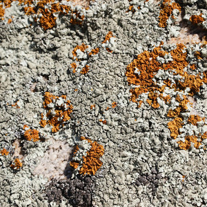 Lichens close up