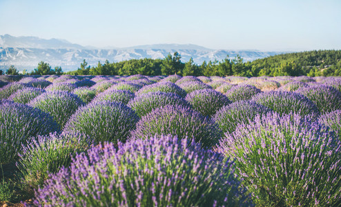 Lavender flowers blooming field near Isparta region Turkey