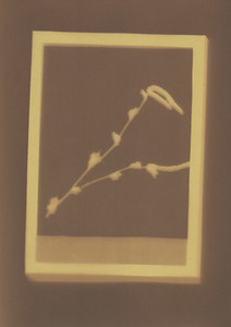 Botanical Frames 05