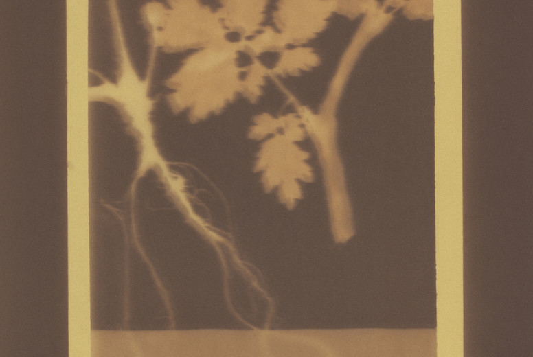 Botanical Frames #68