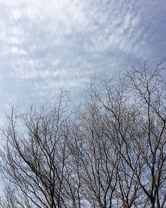 Dry Branches of a tree and sky