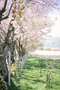 Rows of cherry blossom trees