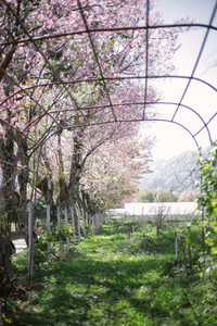 Rows of cherry blossom trees