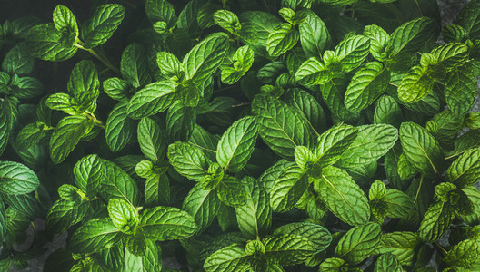 Fresh green pepper mint leaves texture  background or wallpaper