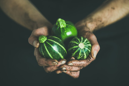 Farmer holding fresh seasonal green round zucchinis in his hands