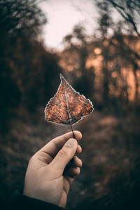 Leaf in a forest