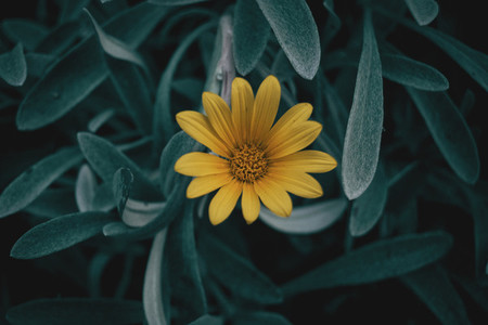 Yellow flower of Gazania