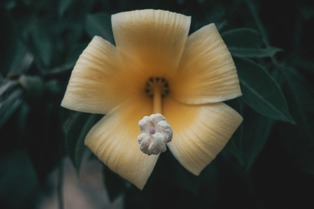 Yellow chorisia flower