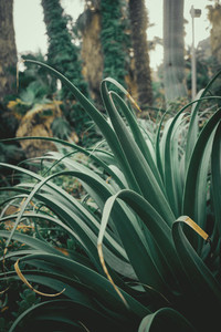 green agave leaves