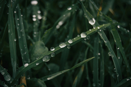 Drops of water on grass