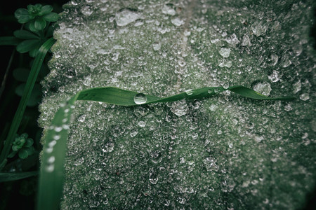 Drops of water on leaves