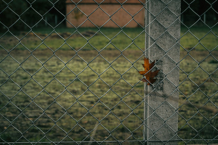 leaf caught in a fence