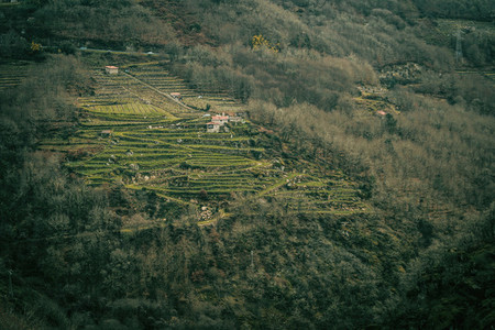 Vineyards in the ribeira sacra