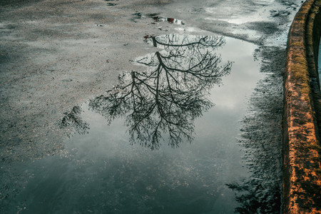 Puddle on road reflecting tree
