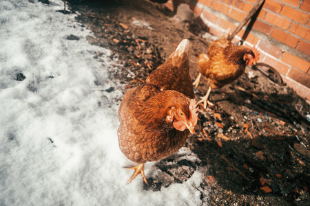 ecological hens in the snow