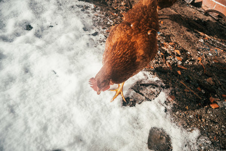 ecological hens in the snow
