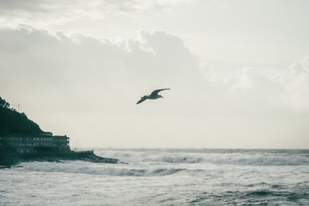 Seagull flying on the coast of Baiona Galicia Spain