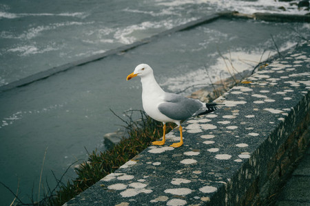 A seagull perched on a stone near the sea in baiona galicia sp