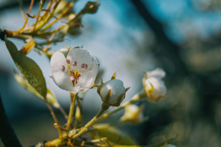 a white flower of apple tree in natural  malus domestica