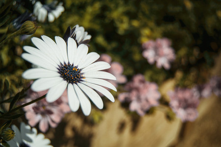 a single white osteospermum flower outdoors