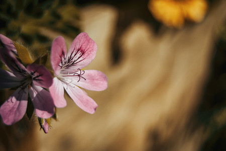 close up geranium roses flowers with natural light