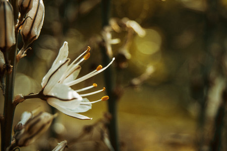a single white flower of asphodelus