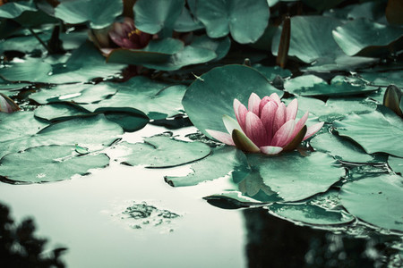 pink aquatic flower floating on a lake with leaves