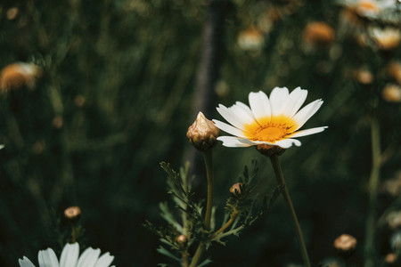 a single white daisy flower in the meadow