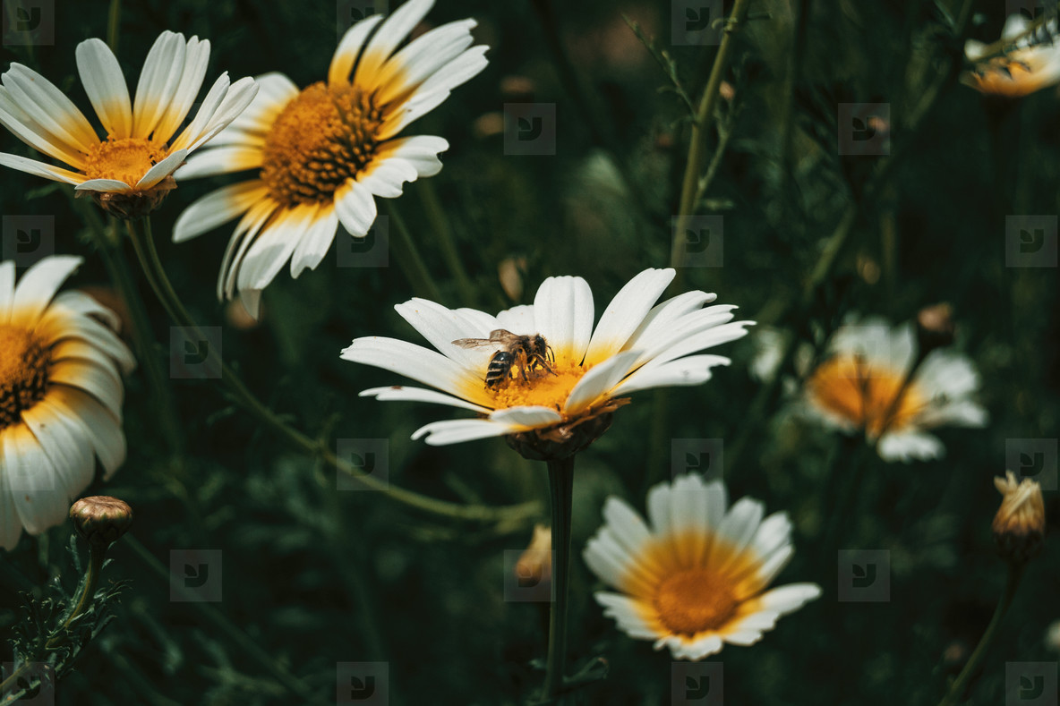 bee catching pollen from a white daisy  close up view