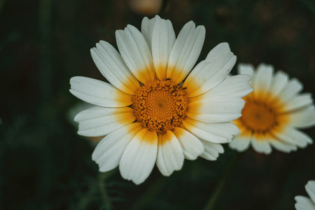 overhead view of a daisy with white and yellow petals