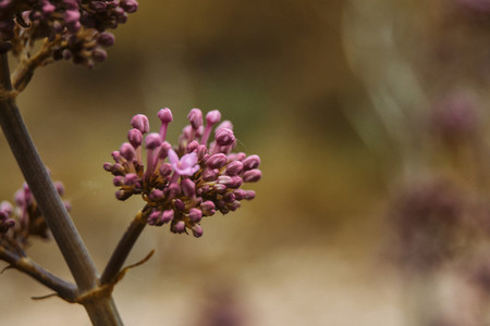 inflorescence of pink unopened flowers of valerian