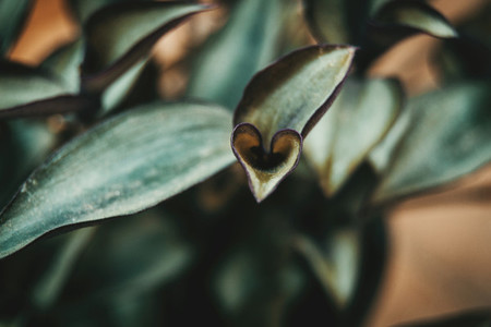 tradescantia zebrina leaves with a heart shape