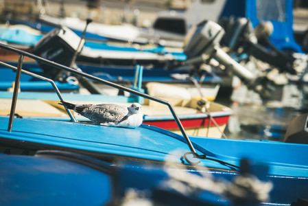 Seagull having rest on blue boat sundeck in Piran marina