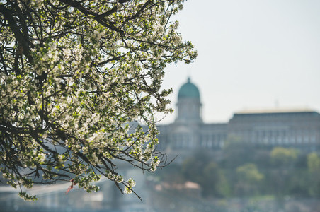Blooming tree at Danube Pest embankment Buda castle at background