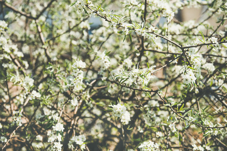 Blooming tree wallpaper  texture or background