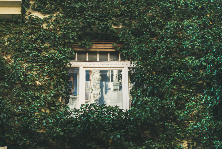 Building facade with window surrounded with ivy