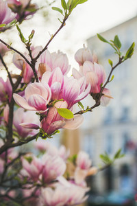 Blooming magnolia tree with flowers