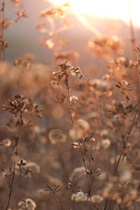 Dry grass flowers in sunset time