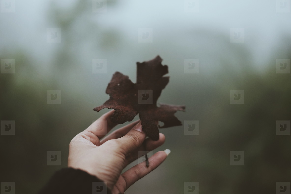 Woman hand holding maple leaf
