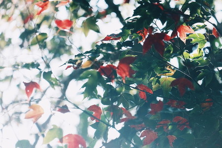 Maple leaves change color