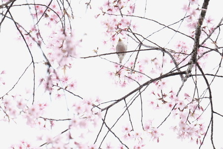 Cherry blossom 02